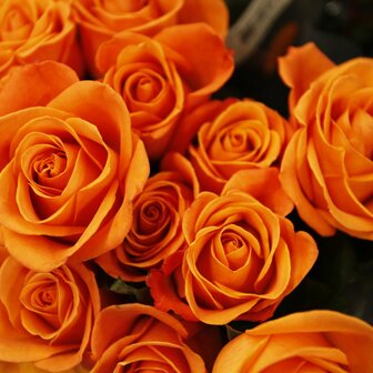 Oranje roos